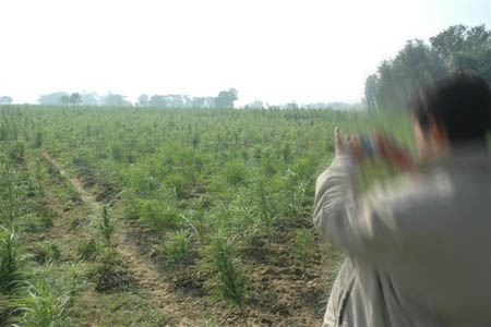 THE ROOT OF GANJA IN NEPAL a perspective of parsa district